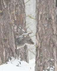 Fallow deer in the snowy world with freshly fallen snow. Photographed in the dunes of the Netherlands.