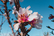 beautiful almond blossoms in a sunny day.