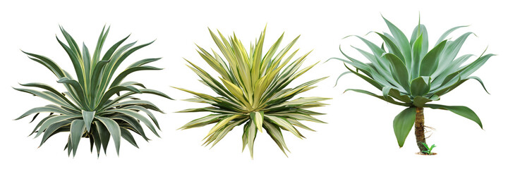 Wall Mural - Set of Agave Plants Isolated on White Background with Clipping Path