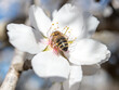 A bee on a white almond tree flower
