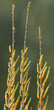 Salicornia growing in salt marshes and beach