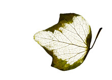 English Ivy Skeletonized Leaf Macro Shot