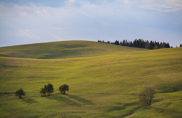 landscape with cows in mountains