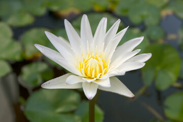 White lotus flower on green blur background image