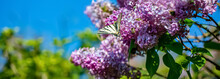 Purple Lilac Flowers On A Sunny Day In The Park. Nature Blurred Green Background Of Leaves. Butterfly On A Blooming Lilac.