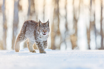 the wild beast walks through the snowy forest. the lynx walks through the snowy forest. highly endan