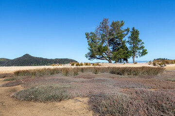 Canvas Print - Marais du parc Abel Tasman, Nouvelle Zélande