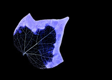 Inverted Colors Of An English Ivy Rotten Leaf