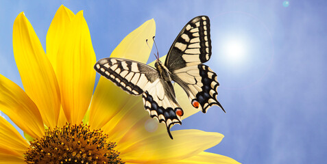 Monarch butterfly on sunflower against clear blue sky