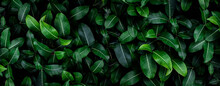 Closeup Green Leaves Background, Overlay Fresh Leaf Pattern, Natural Foliage Textured And Background