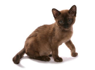 Poster - brown burmese kitten