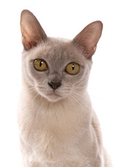 Poster - Lilac burmese cat