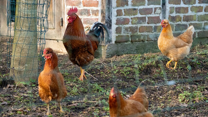 Brown cock chicken (male) on a farm 