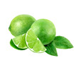 Lime whole and slice with leaves watercolor illustration isolated on white background