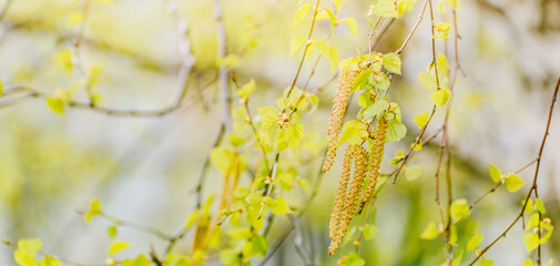 Wall Mural - Beautiful panoramic spring landscape with green leaves and bokeh background
