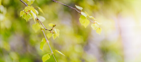 Wall Mural - Beautiful panoramic spring landscape with green leaves and bokeh background