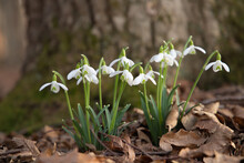 Common Snowdrops (Galanthus Nivalis) On Natural Forest Ground.