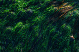 Fototapeta  - green seaweed backgraund