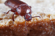mehlkäfer, tenebrio molitor, nahaufnahme vom kopf, der käfer sitzt auf brot