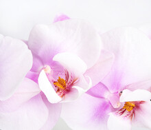 A Branch Of A Beautiful And Pastel Purple Orchid On A White Background.