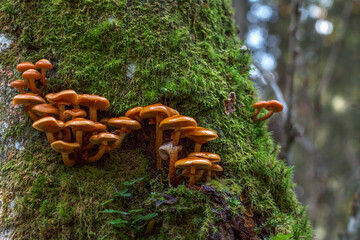 little light brown mushrooms growing out of the tree bark covered with green soft thick moss. network, colony of small shining fungus on live trunk in a forest. ecological balance of living organisms