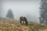 Fototapeta Konie - A horse grazes in a clearing high in the mountains on a foggy