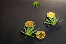 Cannabis Leaves With Golden Bitcoins. Marijuana Cryptocurrency