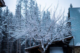 Fototapeta Londyn - Drzewko obsypane zimowym puchem