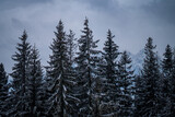Fototapeta Londyn - Zimowe drzewka w górach 