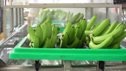 Wall Mural - cleaning process of bananas on farms