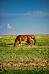 horse in field