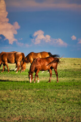 horses on the meadow