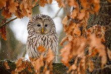 Portrait Of Ural Owl, Strix Uralensis, Perched On Old Oak Tree Covered By Wet Orange Leaves. Beautiful Grey Owl In Nature Habitat. Bird Of Prey In Winter Nature. Wildlife Scene From Europe.