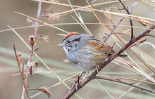 Swamp Sparrow (Melospiza Georgiana) Perched On Branch, Rusty Orange Mohawk Black Stripe Behind Eye, Grey Feathers, Brown Wings, Eye Detail