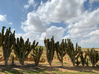 Wall Mural - Hedge from cactus cereus Peruvian