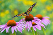 A beautiful monarch pauses on an Echinacea blossom