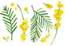 Yellow Mimosa, Acacia Tree Branches, Flowers And Leaves. Set Of Watercolor Isolated Elements. Watercolor Illustration Of Spring Flowers