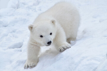 Wall Mural - polar bear cub