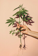Lush Foliage Of A Marijuana Bush Uprooted In Hand Against A Pink Background With Sunny Shadows. Concept Of Products With Root Cannabidiol, Cosmetics With Hemp, CBD Oil