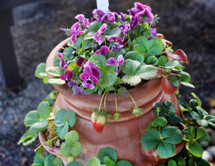 Canvas Print - potted strawberry garden