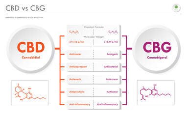 CBD vs CBG, Cannabidiol vs Cannabigerol horizontal business infographic illustration about cannabis as herbal alternative medicine and chemical therapy, healthcare and medical vector.