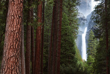 Lower Yosemite Fall And Forest, Yosemite, USA