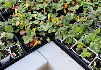 Canvas Print - strawberry seedlings 