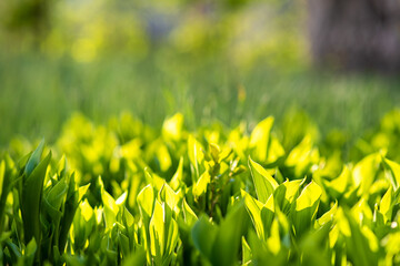 Wall Mural - Closeup of green grass stems on summer lawn.