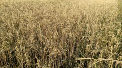 wheat field ears of wheat