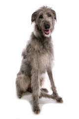 Wall Mural - Deerhound