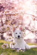 Weisser Schäferhund unter Kirschlüten im Frühling