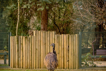 Dromaius novaehollandiae-EMu big bird in front of a wall made of body of trees and wooden material in zoo