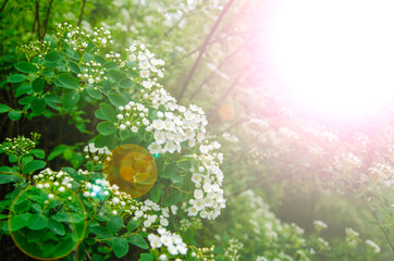 Wall Mural - White flowers of spiraea nipponica spring background