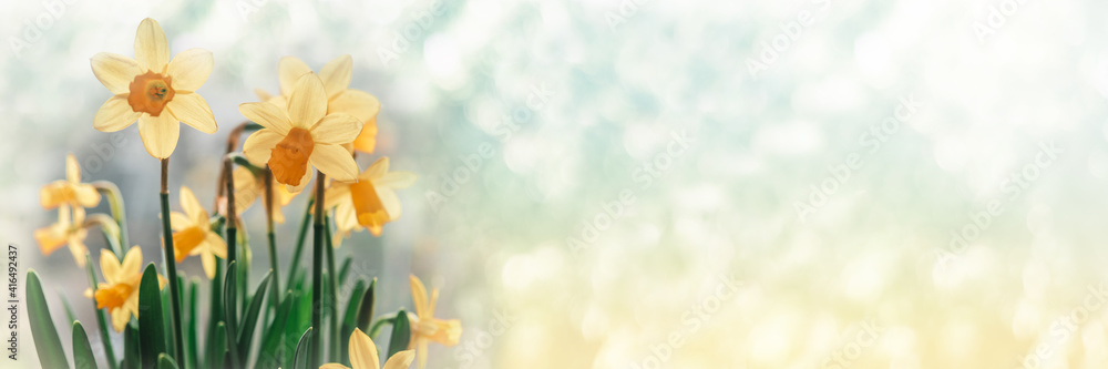 Daffodil flowers on bokeh background - obrazy, fototapety, plakaty 